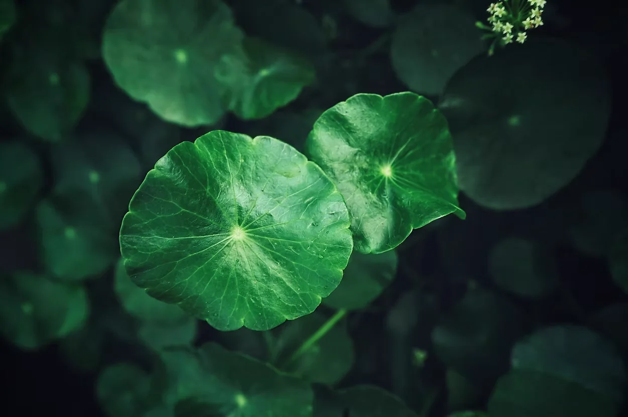 Centella asiatica, one of the botanical sources in the actives range